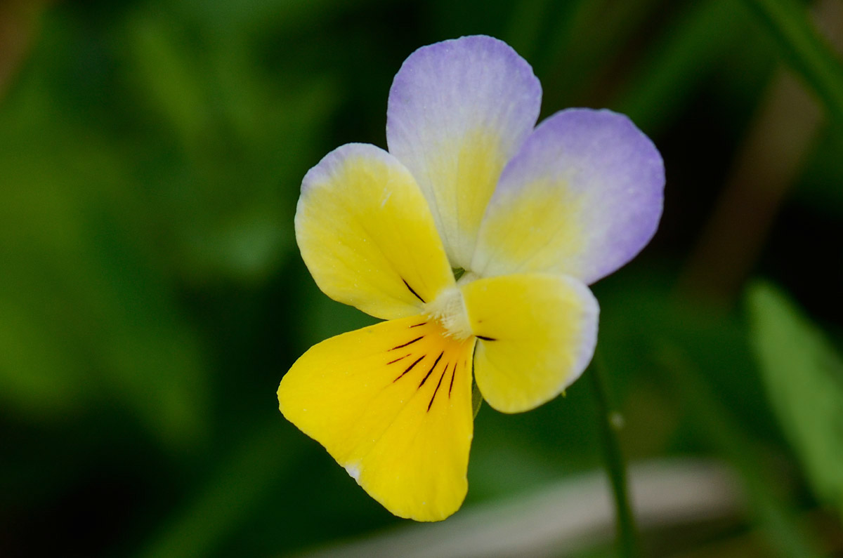 Viola tricolor / Viola del pensiero